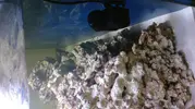 [TodoMarino.com] Mi acuario de 300 litros