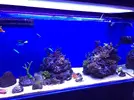[TodoMarino.com] STONE Reef