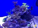 [TodoMarino.com] STONE Reef