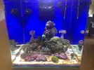 [TodoMarino.com] Otro Open Reef Más