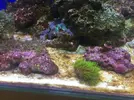[TodoMarino.com] Otro Open Reef Más
