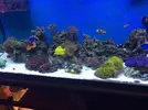 [TodoMarino.com] mi primer acuario marino 240l