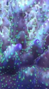 [TodoMarino.com] Pescazeef