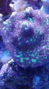 [TodoMarino.com] Pescazeef