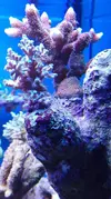 [TodoMarino.com] Pescazeef