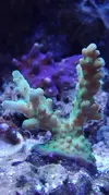 [TodoMarino.com] Pescazeef