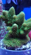 [TodoMarino.com] Pescazeef