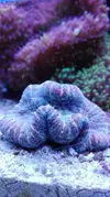 [TodoMarino.com] Pescazeef