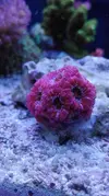 [TodoMarino.com] Pescazeef