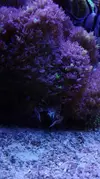 [TodoMarino.com] Pescazeef