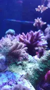 [TodoMarino.com] Pescazeef