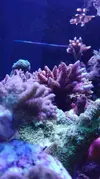 [TodoMarino.com] Pescazeef
