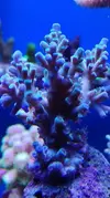 [TodoMarino.com] Pescazeef