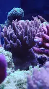 [TodoMarino.com] Pescazeef