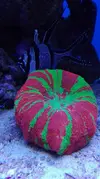 [TodoMarino.com] Pescazeef