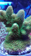[TodoMarino.com] Pescazeef