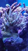 [TodoMarino.com] Pescazeef