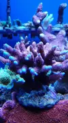 [TodoMarino.com] Pescazeef
