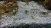 [TodoMarino.com] Nuevo marino Kantabriko 200L + Sump 80L