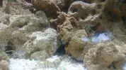 [TodoMarino.com] Nuevo marino Kantabriko 200L + Sump 80L