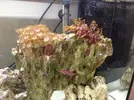 [TodoMarino.com] Presento mi primer Acuario y pido consejo