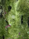 [TodoMarino.com] Presento mi primer Acuario y pido consejo