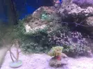 [TodoMarino.com] caulerpa racemosa que no para