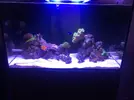 [TodoMarino.com] Mi Red Sea Reefer 250 "RhoxReef"