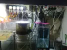 [TodoMarino.com] Mi Red Sea Reefer 250 "RhoxReef"
