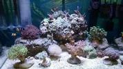 [TodoMarino.com] Nano reef 60 litros Ioan.