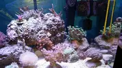 [TodoMarino.com] Nano reef 60 litros Ioan.