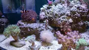 [TodoMarino.com] Nano reef 60 litros Ioan.
