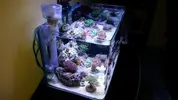 [TodoMarino.com] Nano reef 60 litros Ioan.