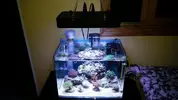 [TodoMarino.com] Nano reef 60 litros Ioan.
