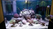 [TodoMarino.com] Nano reef 60 litros Ioan.