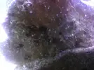 [TodoMarino.com] Son algas o algun hongo?