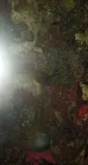 [TodoMarino.com] Nueva cuadra para caballitos