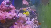 [TodoMarino.com] Plaga actinodiscus rojos