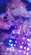 [TodoMarino.com] Plaga actinodiscus rojos