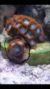 [TodoMarino.com] Cambio zoanthus fire and ice