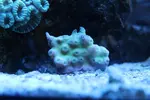 [TodoMarino.com] Identificación Coral