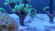 [TodoMarino.com] Corales fotos y precios!