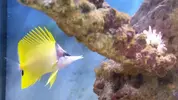 [TodoMarino.com] ¿Tu pez favorito del acuario?