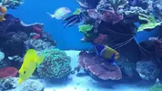[TodoMarino.com] ¿Tu pez favorito del acuario?