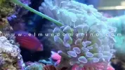[TodoMarino.com] PRÓXIMA GRAN LLEGADA de MARINOS :D