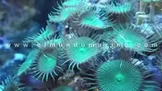 [TodoMarino.com] PRÓXIMA GRAN LLEGADA de MARINOS :D