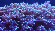 [TodoMarino.com] PRÓXIMA GRAN LLEGADA de MARINOS :D