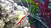 [TodoMarino.com] PRÓXIMA GRAN LLEGADA de MARINOS :D