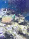 [TodoMarino.com] Ampliación paso a paso K-REEF, de 100 a 260 litros