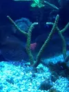 [TodoMarino.com] Cambio acropora verde grande en Madrid